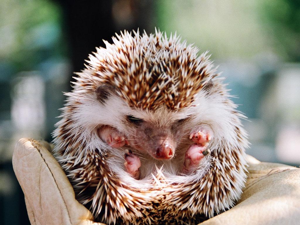Hedgehog Photos