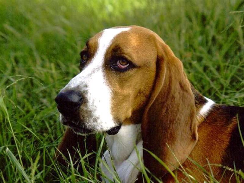 Basset Hound Dog